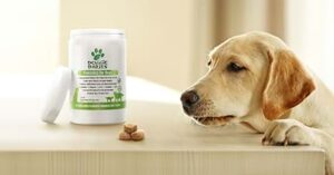 Doggie Dailies Probiotics for Dogs